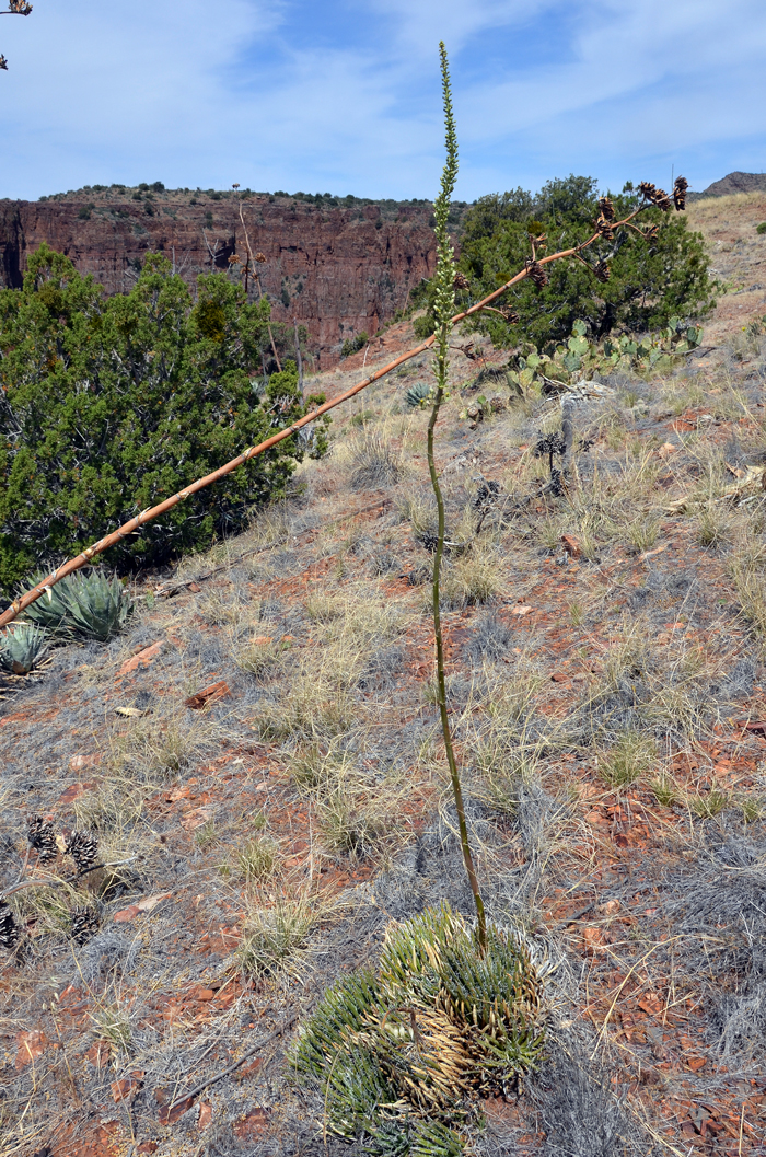 Toumey's Agave has a 4 to 8 foot flowering stalk, sometimes with a crooked stalk. This agave blooms from May to July at elevations from 2,400 to 5,200 feet. The specimen in the photograph was from a small population north-east of Roosevelt Lake, Gila County, Arizona. Agave toumeyana v bella 